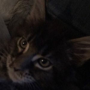 Meet your Posher, Jacqueline